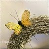 Pieni keltainen perhonen