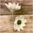 Lumpeenkukka koriste halk noin 10 cm