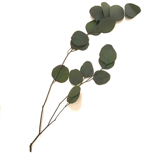 Eucalyptus cinerrea n 60 cm