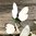 Suuri Koristeperhonen klipsillä vaalea
