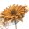 Ruostekukka Sunflower 32 cm