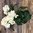 Hortensiaruukku valkoinen