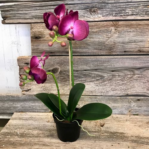 Orchidea violetti
