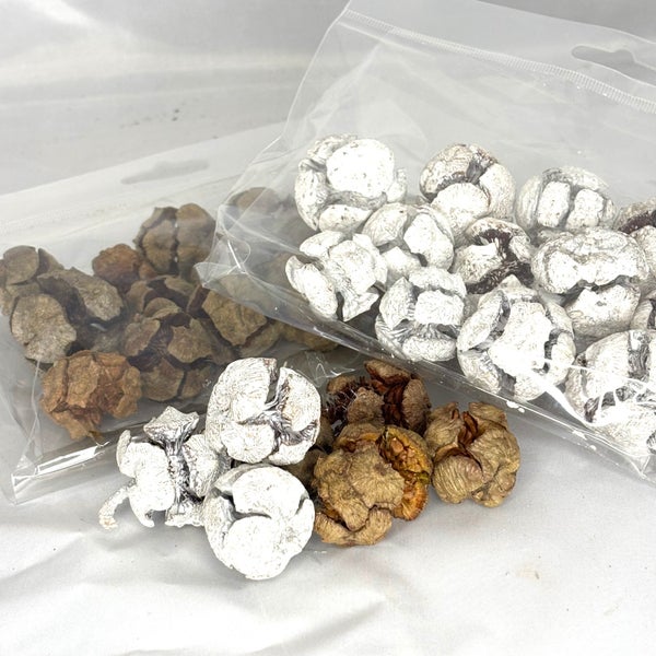 Seetrin k&auml;py -  kaksi v&auml;ri&auml;